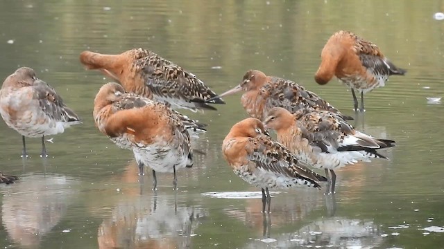 Black-tailed Godwit - ML621791033