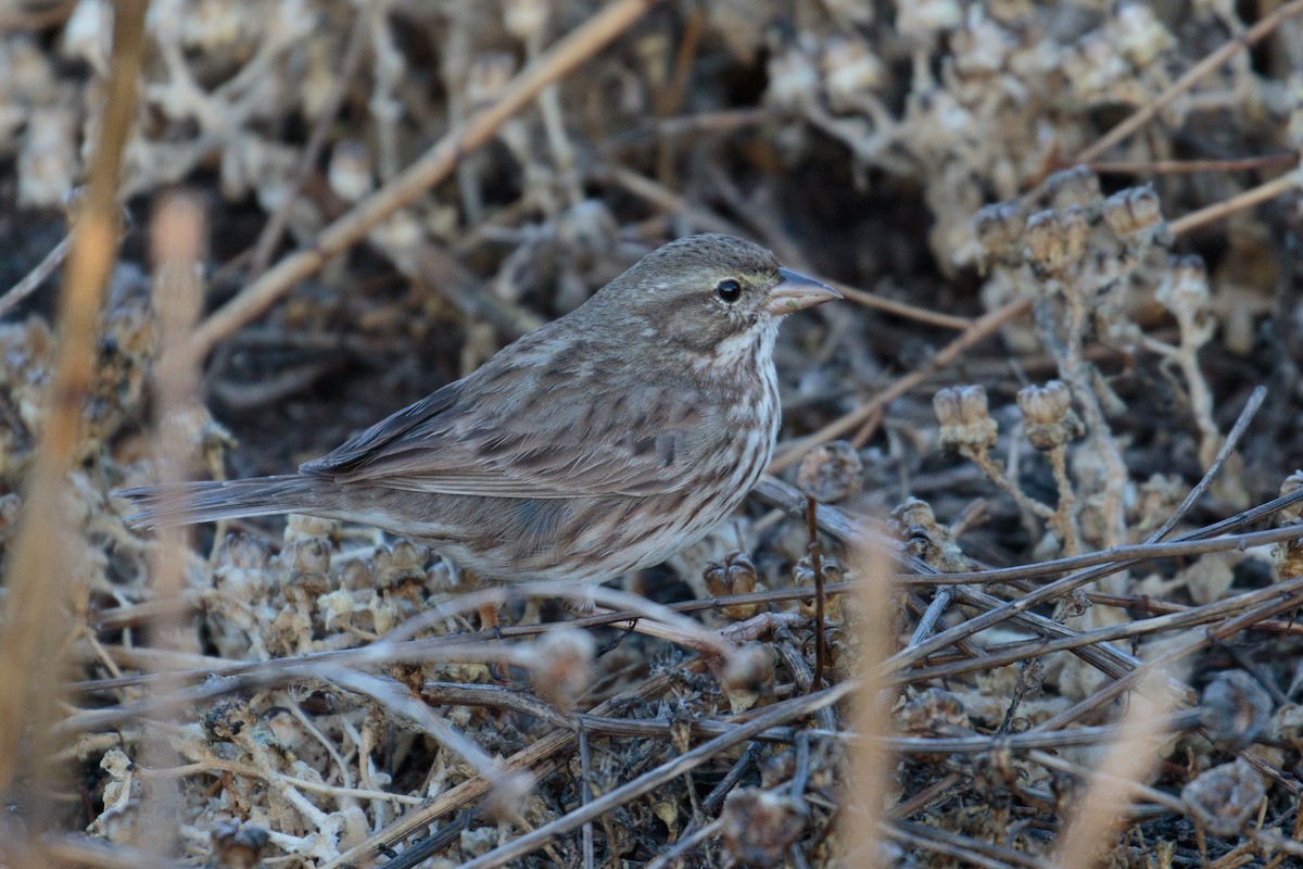 Savannah Sparrow (Large-billed) - ML621791034