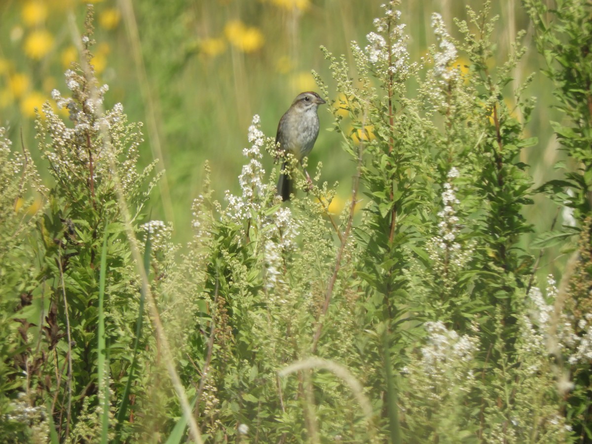 Swamp Sparrow - ML621791105