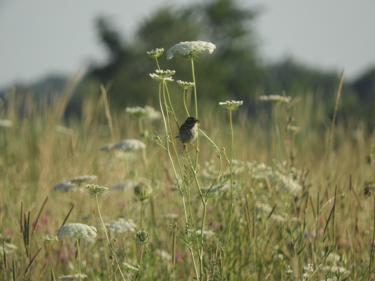 Savannah Sparrow - ML621791118