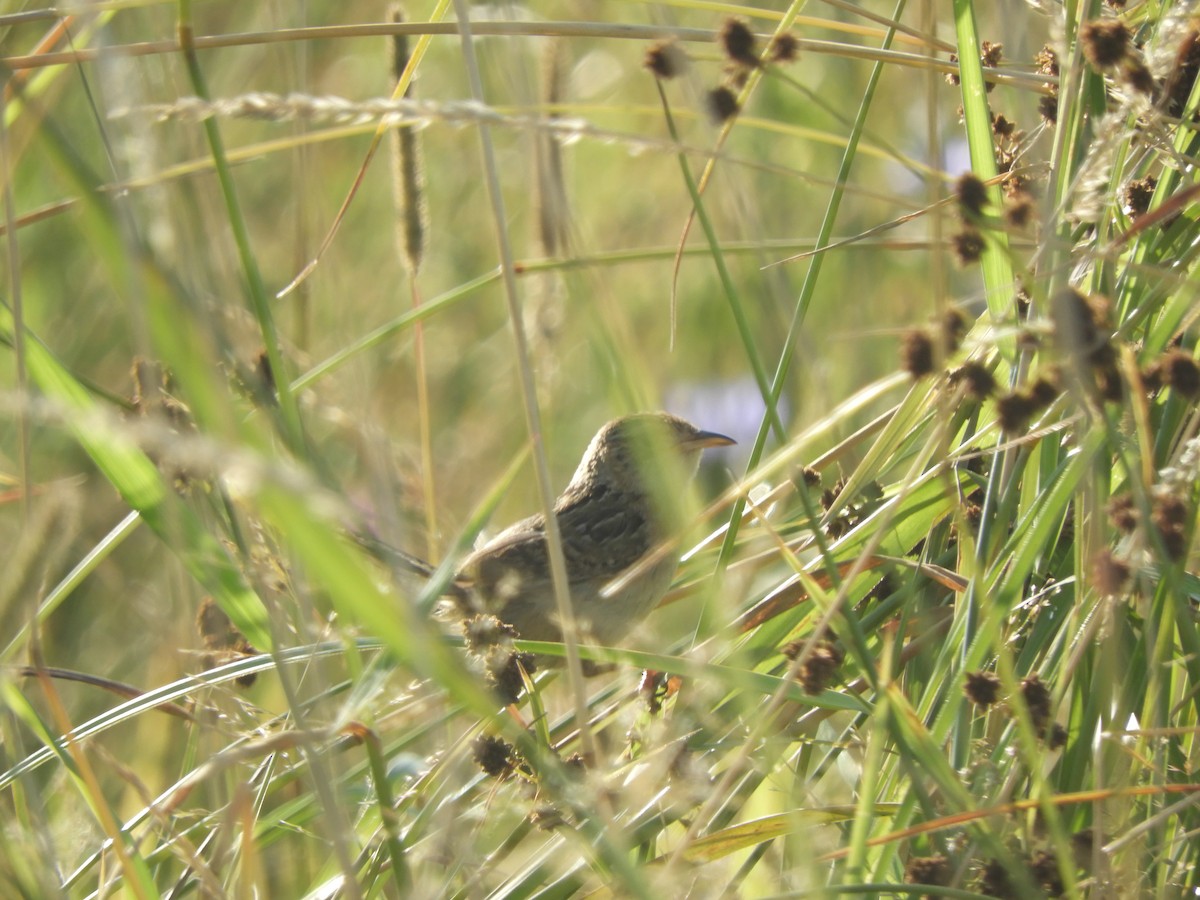 Sedge Wren - ML621791132