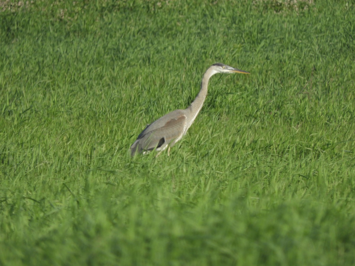 Great Blue Heron - ML621791149