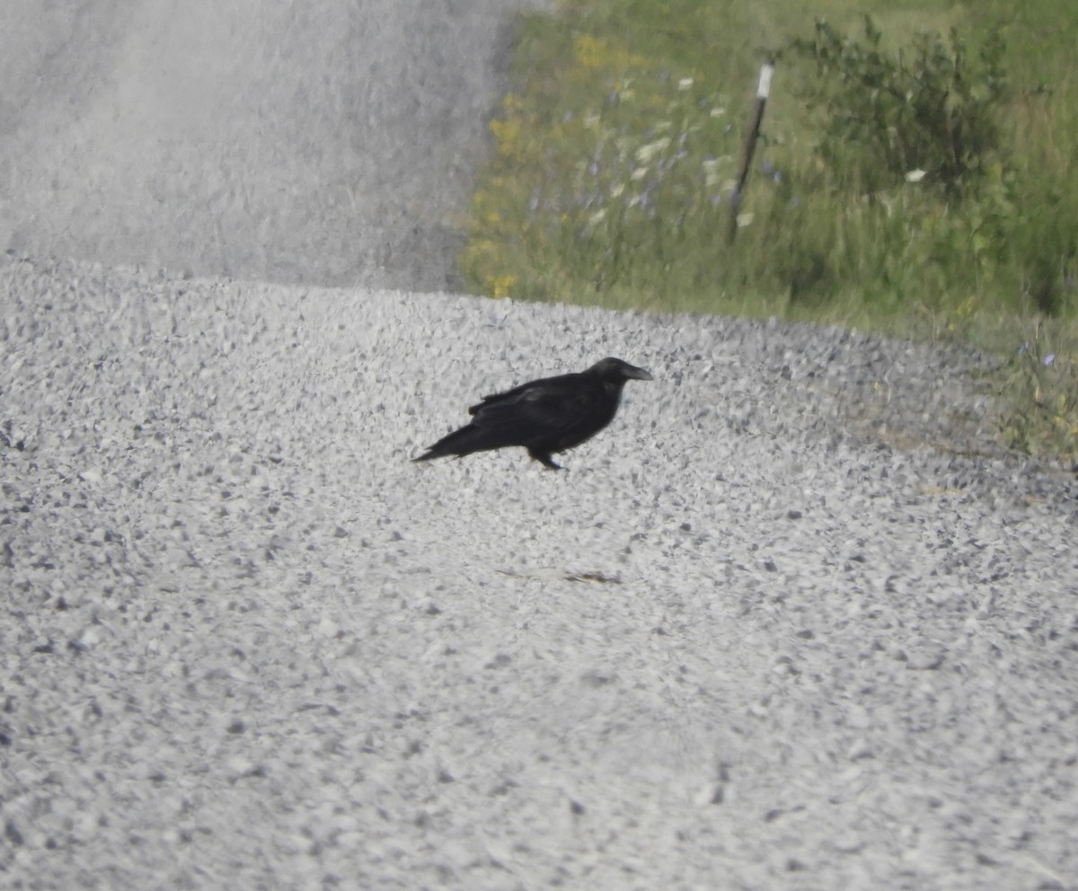 Common Raven - ML621791157