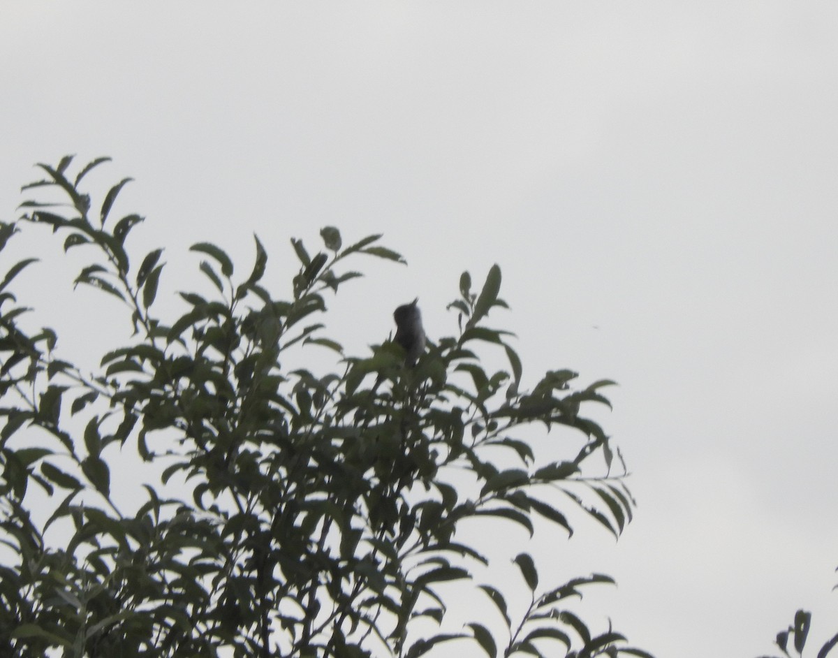 Willow Flycatcher - ML621791182