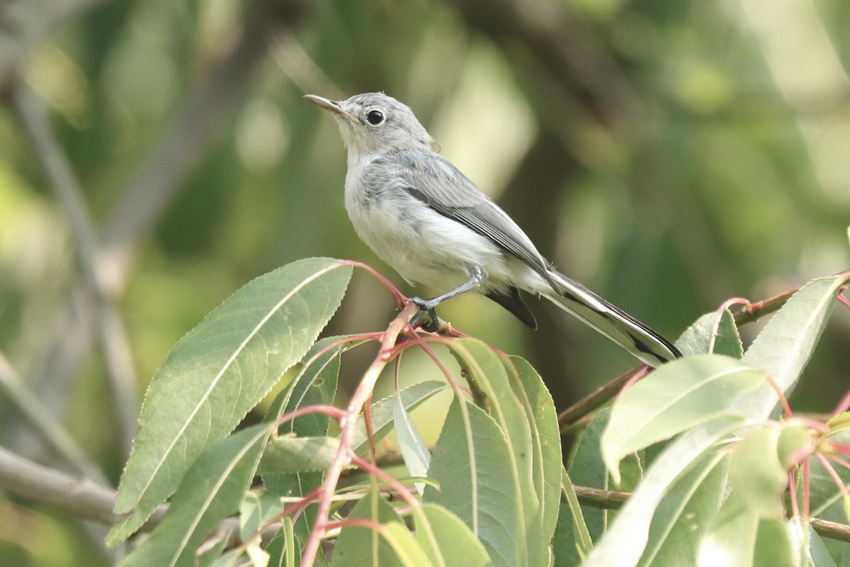 Blue-gray Gnatcatcher - ML621791383