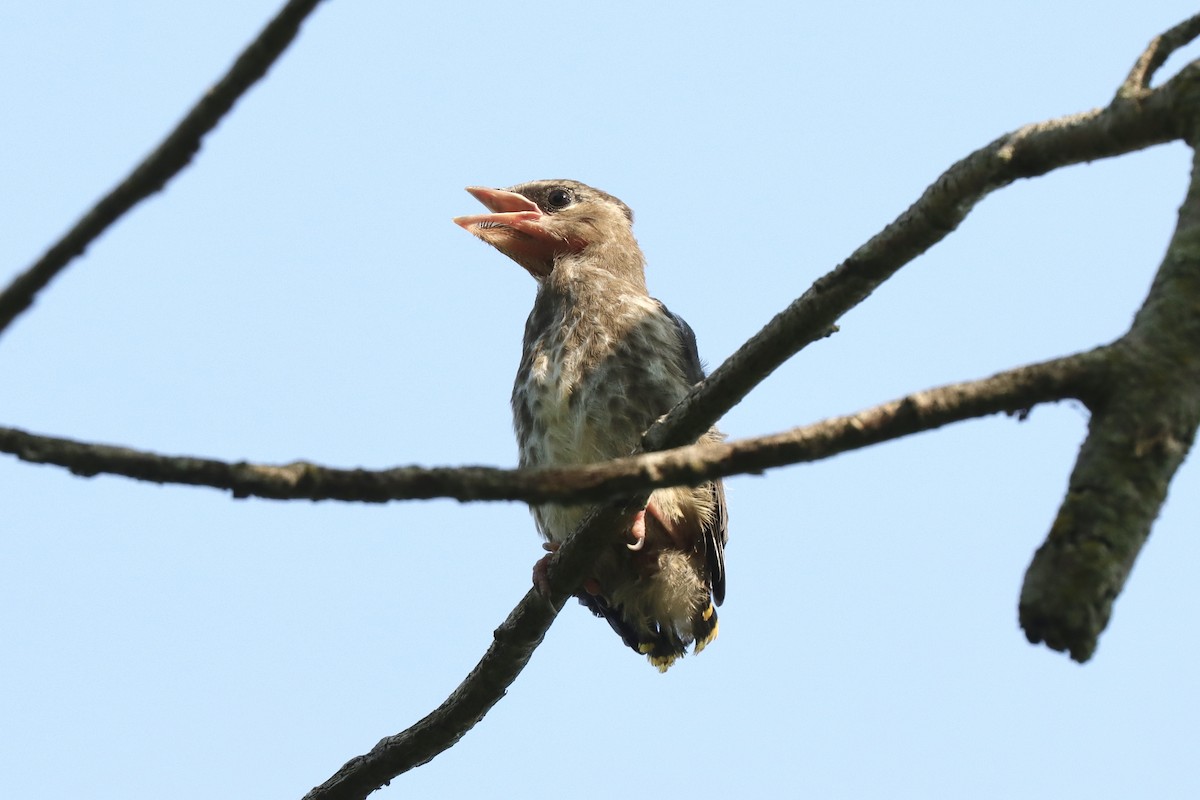 Cedar Waxwing - ML621791391