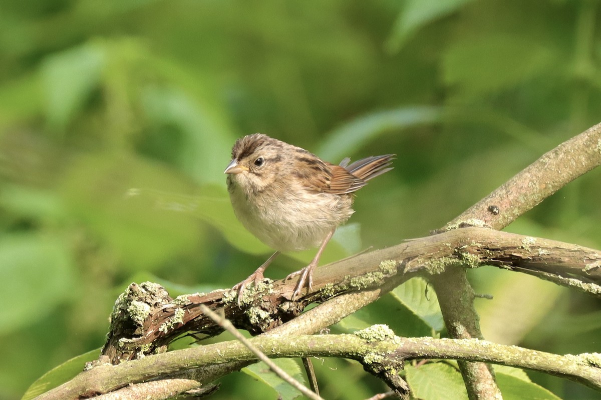 Swamp Sparrow - ML621791401