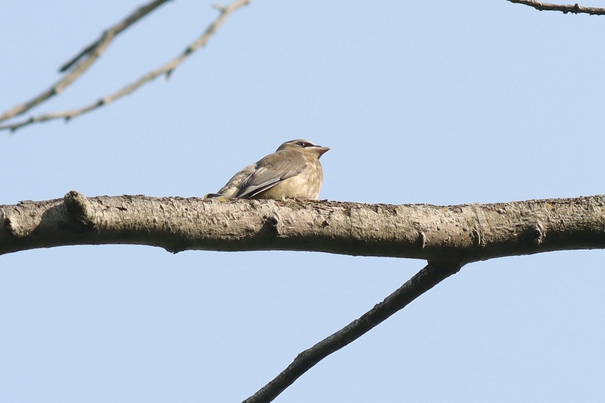 Cedar Waxwing - ML621791453