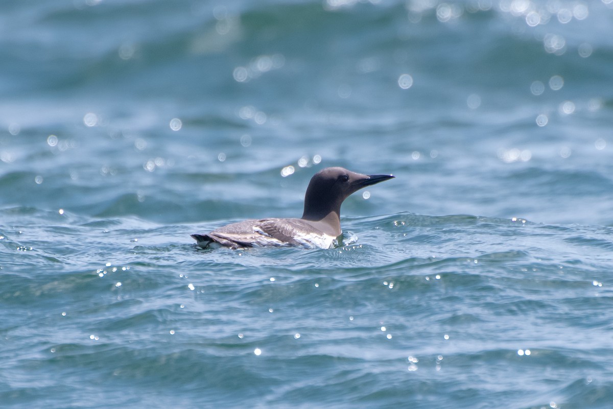 Common Murre - ML621791476