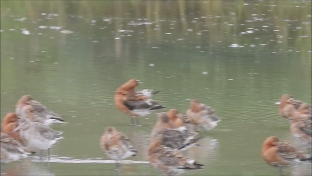 Black-tailed Godwit - ML621791480