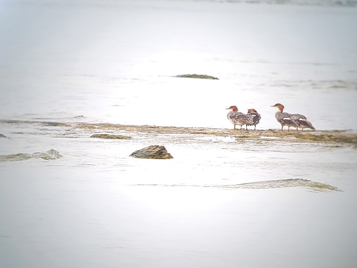 Common Merganser - ML621791489