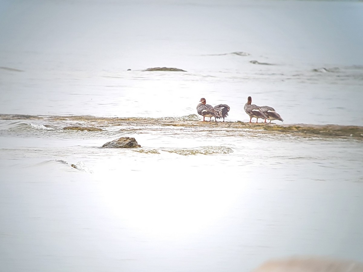 Common Merganser - ML621791490