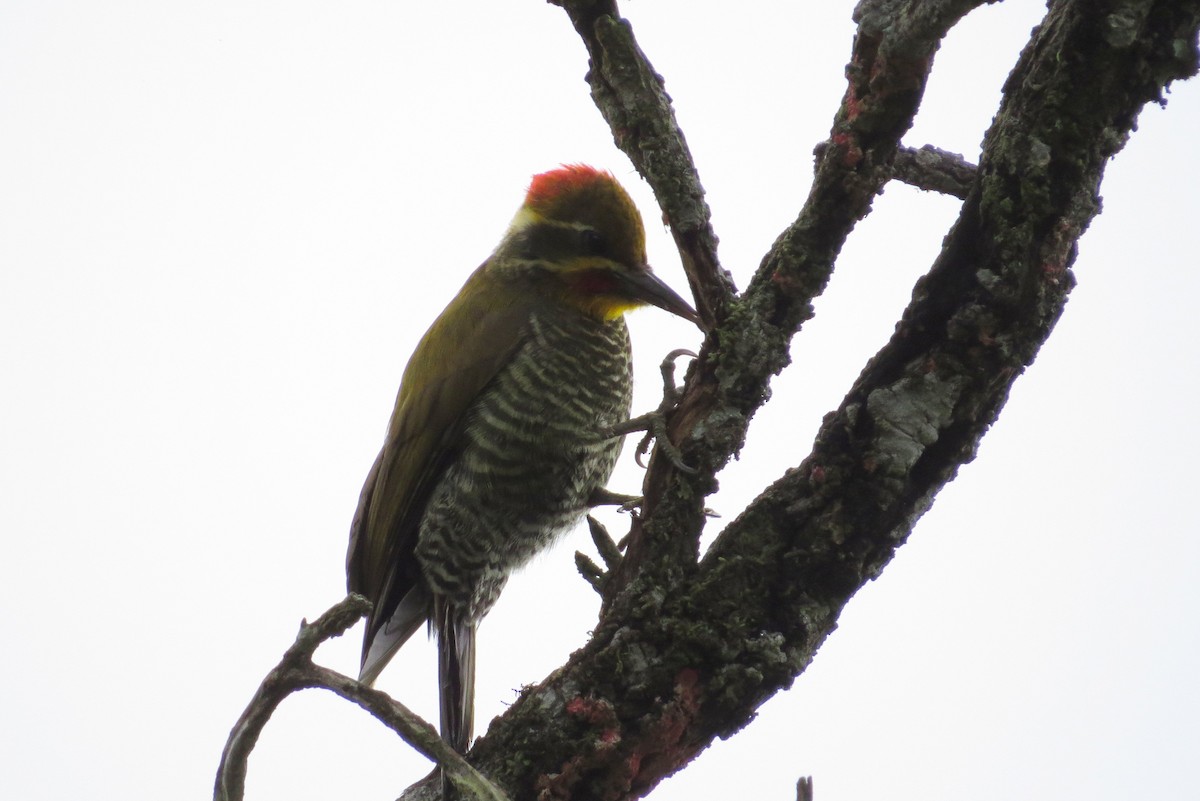 White-browed Woodpecker - ML621791497