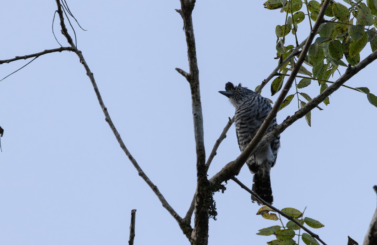 Barred Antshrike - ML621791500