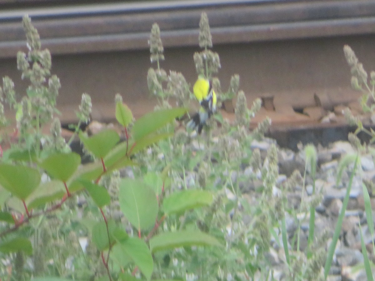 American Goldfinch - William Kuk