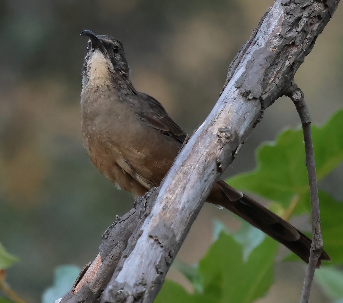 California Thrasher - ML621791528