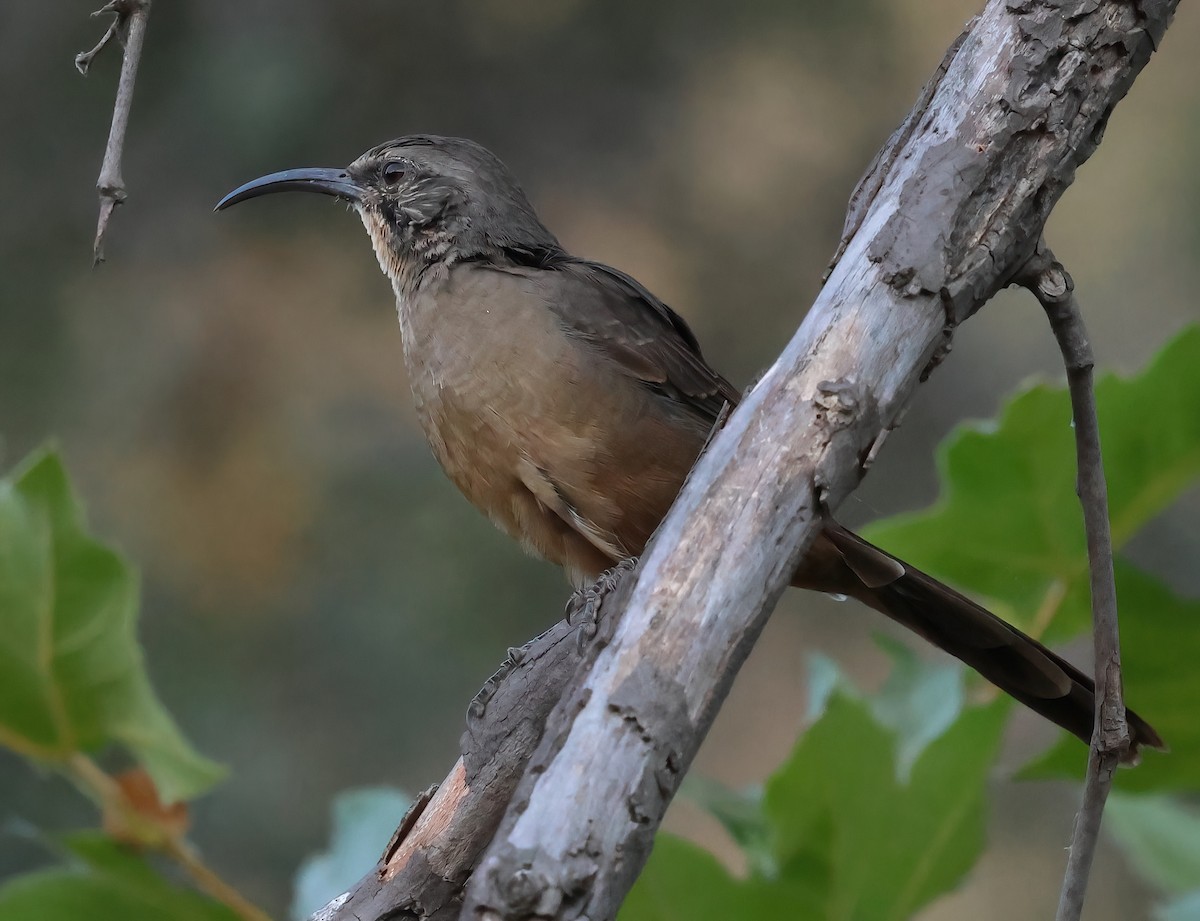 California Thrasher - ML621791529