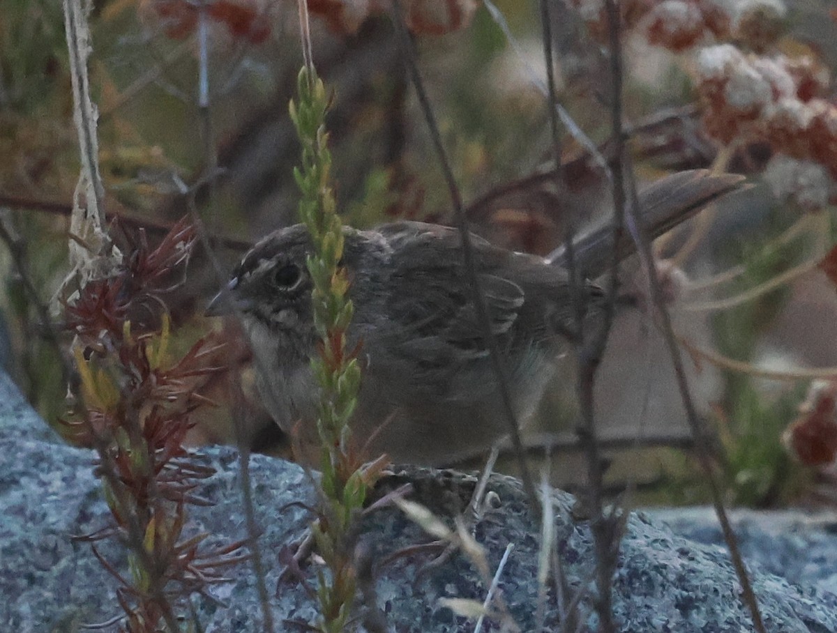 Rufous-crowned Sparrow - ML621791540