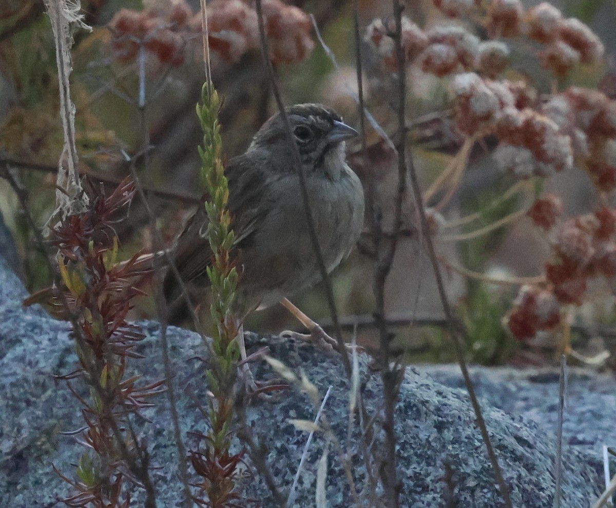 Rufous-crowned Sparrow - ML621791541