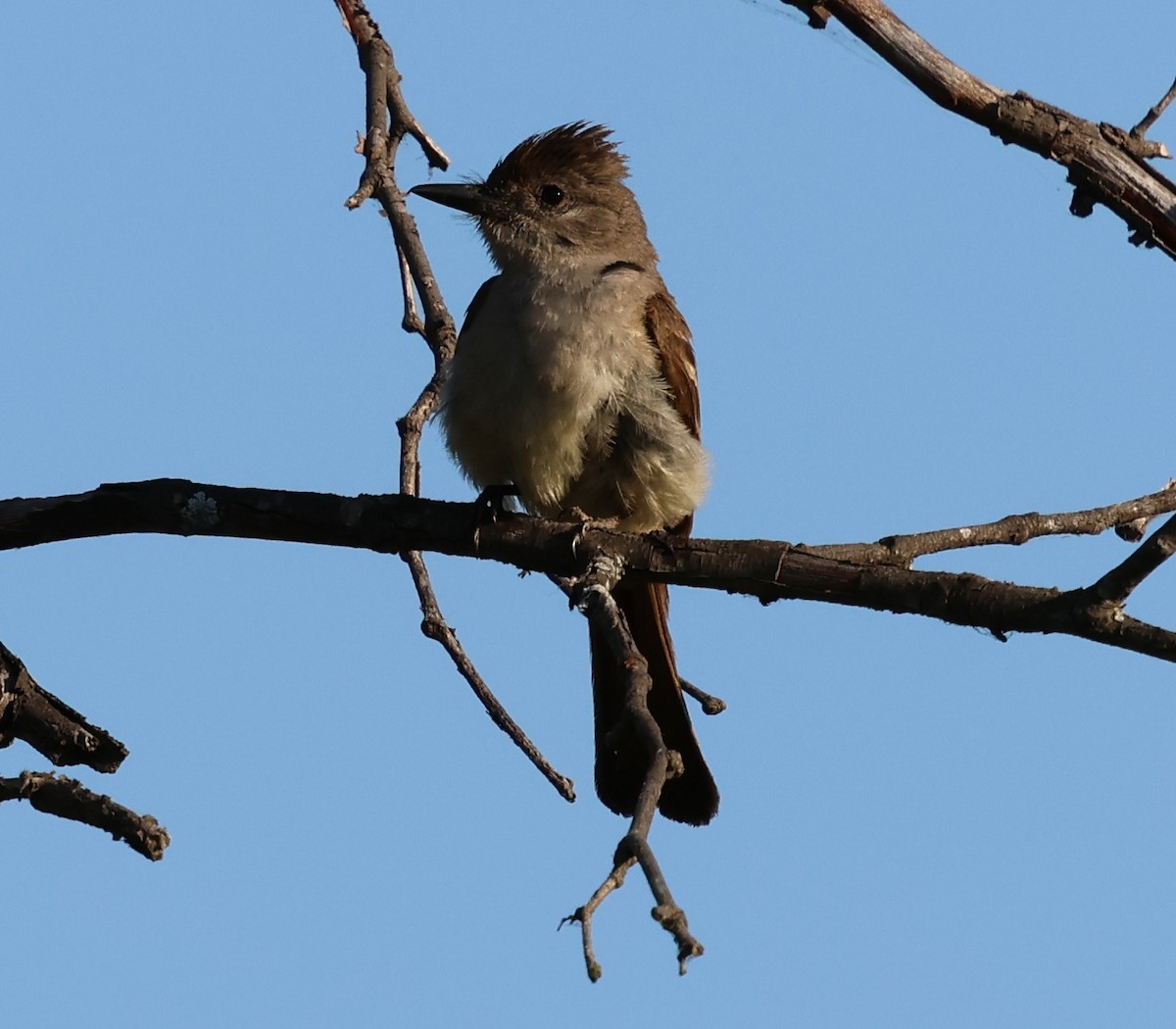 Ash-throated Flycatcher - ML621791545