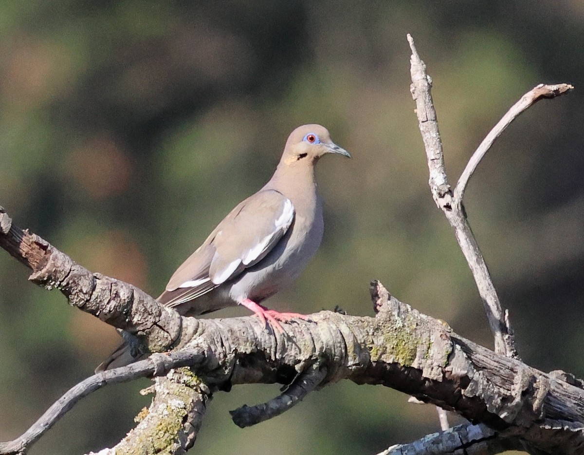 White-winged Dove - ML621791554