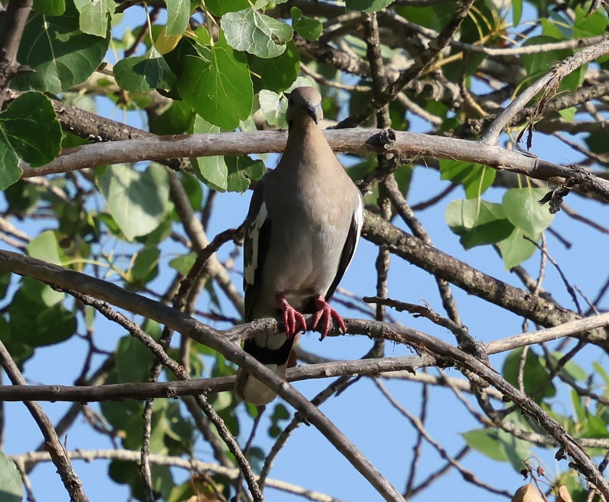 White-winged Dove - ML621791555