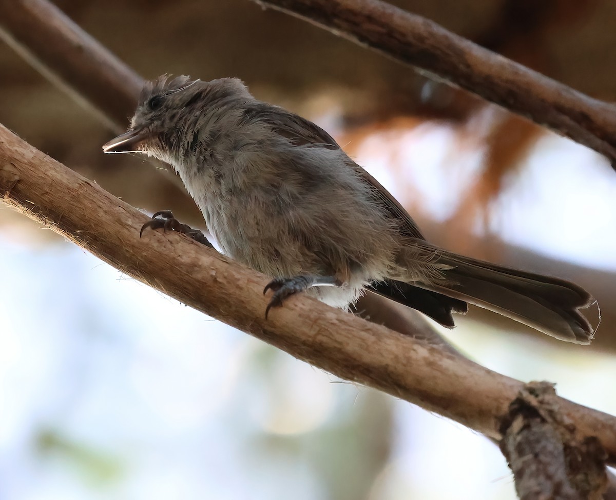 Oak Titmouse - ML621791566