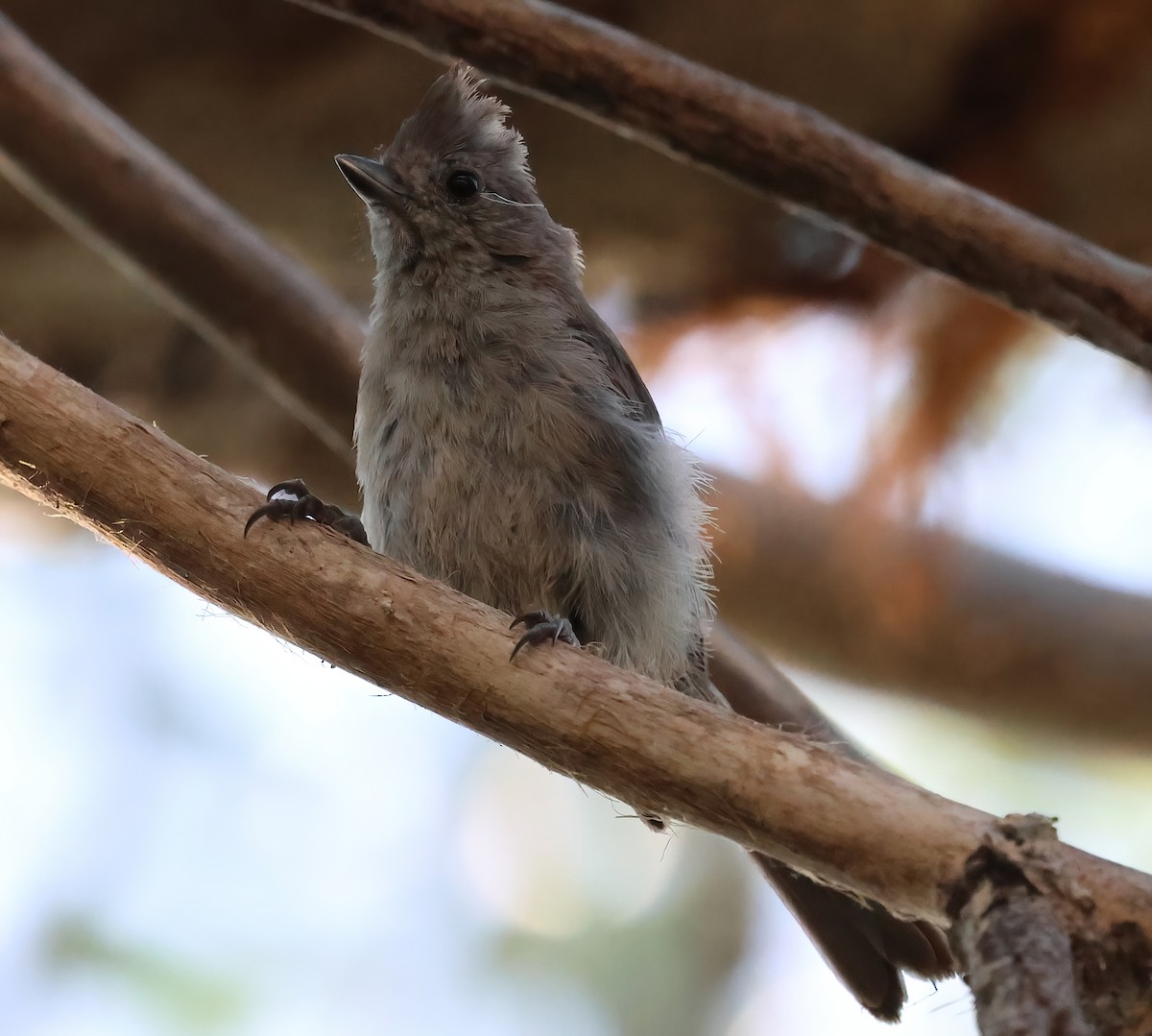 Oak Titmouse - ML621791567