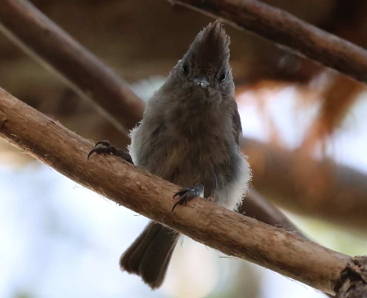 Oak Titmouse - ML621791568