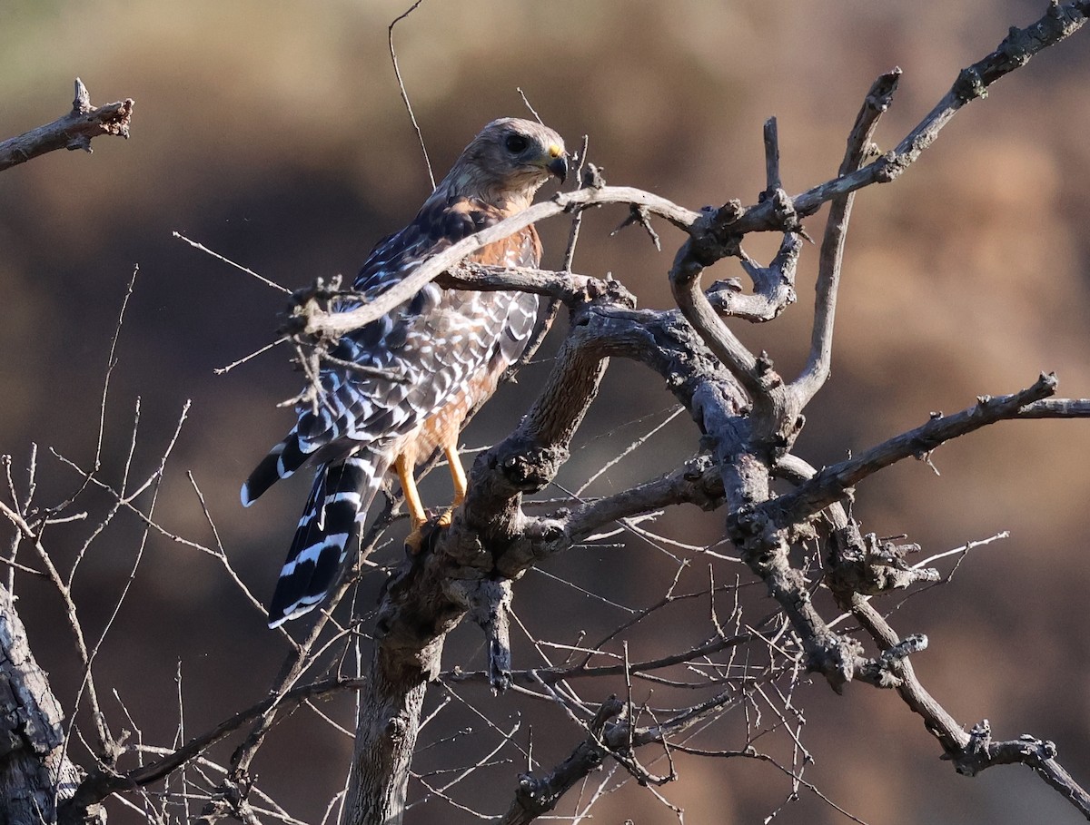 Red-shouldered Hawk - ML621791573