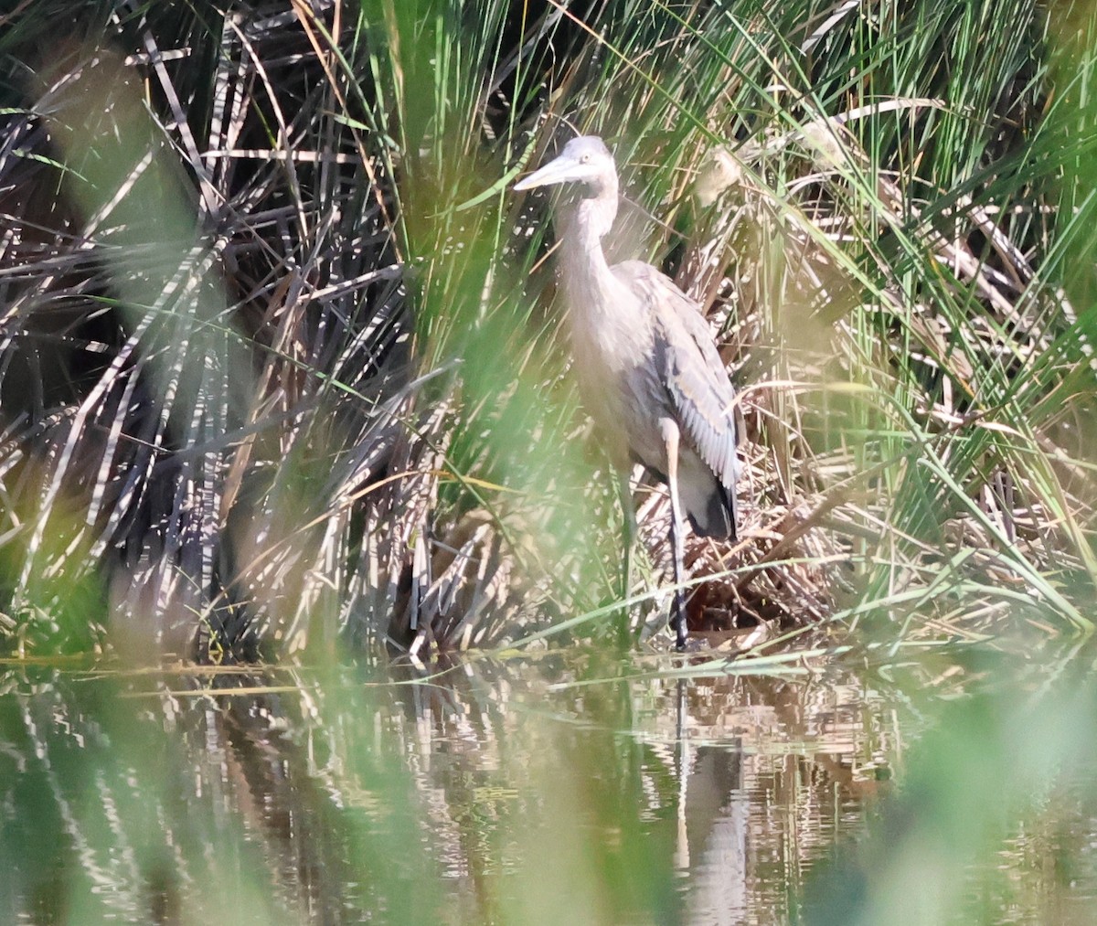 Great Blue Heron - ML621791575