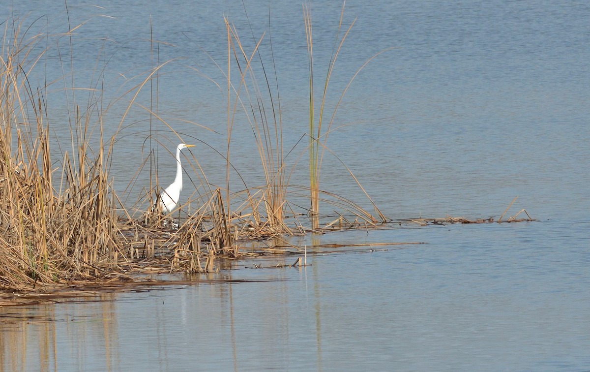 Great Egret - Woody Gillies