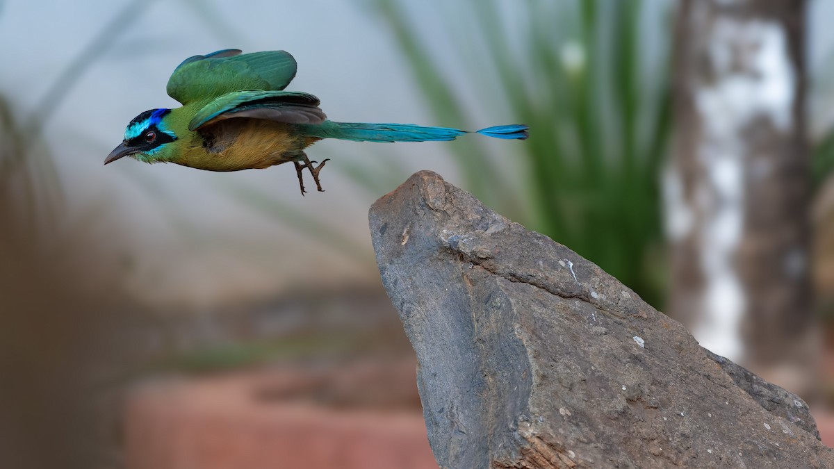 Amazonian Motmot - ML621791620