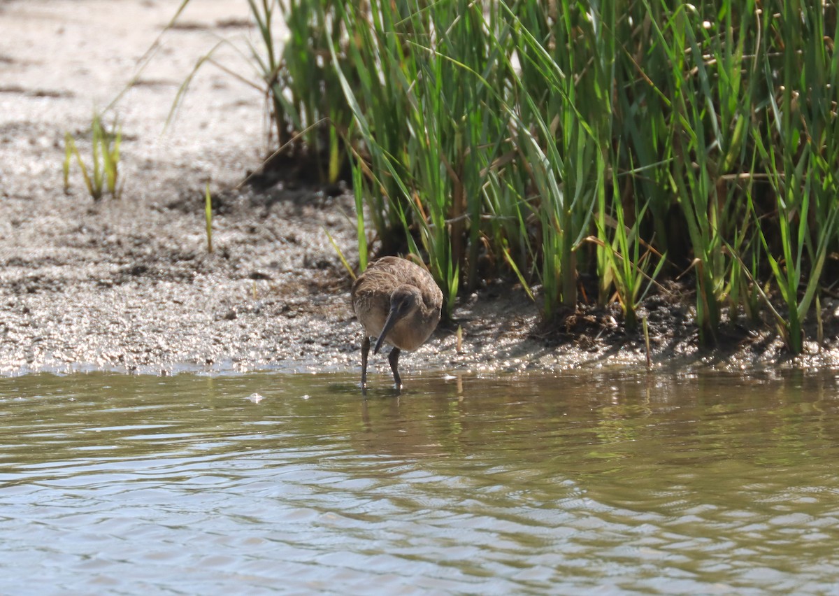 Clapper Rail - ML621791647