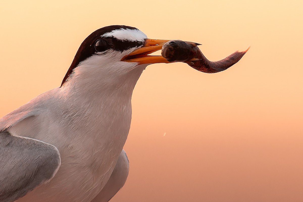 Least Tern - ML621791691