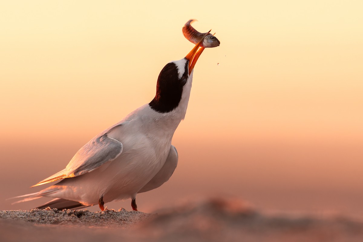 Least Tern - ML621791692