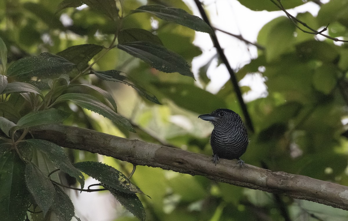 Fasciated Antshrike - ML621791724