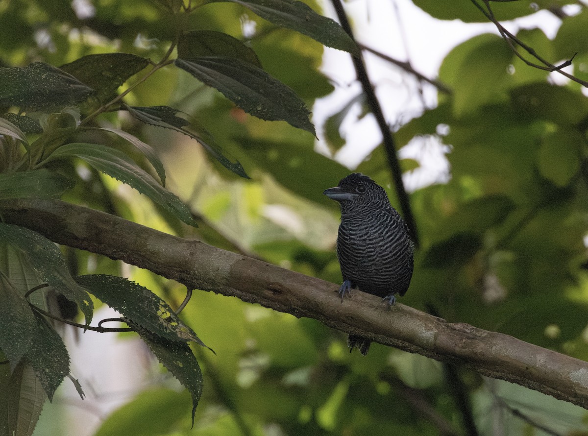 Fasciated Antshrike - ML621791725