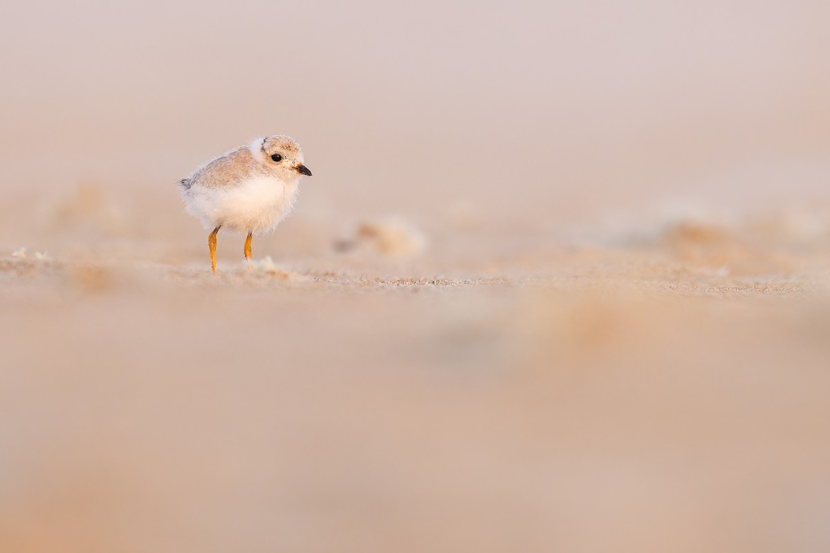 Piping Plover - ML621791787