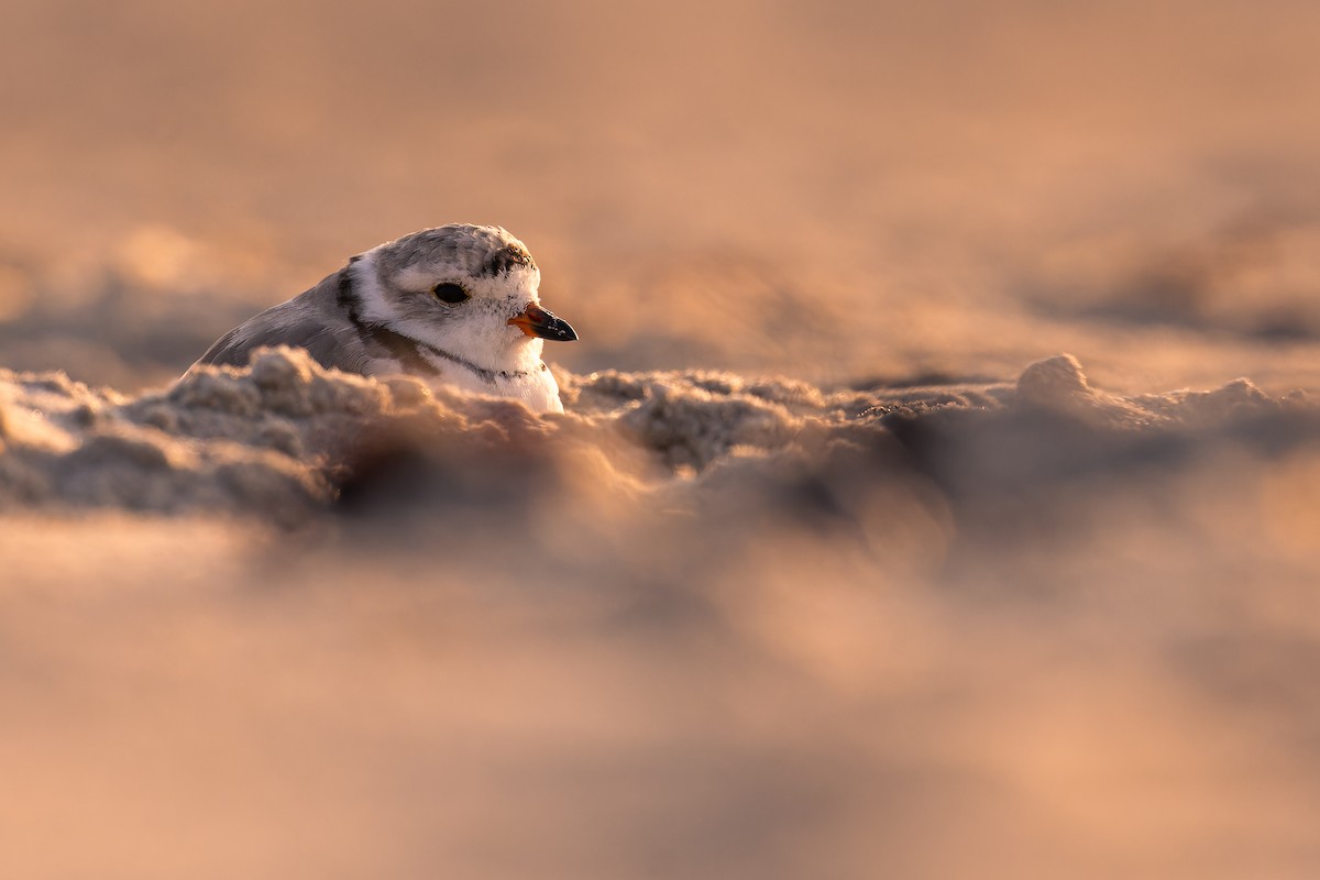 Piping Plover - ML621791788