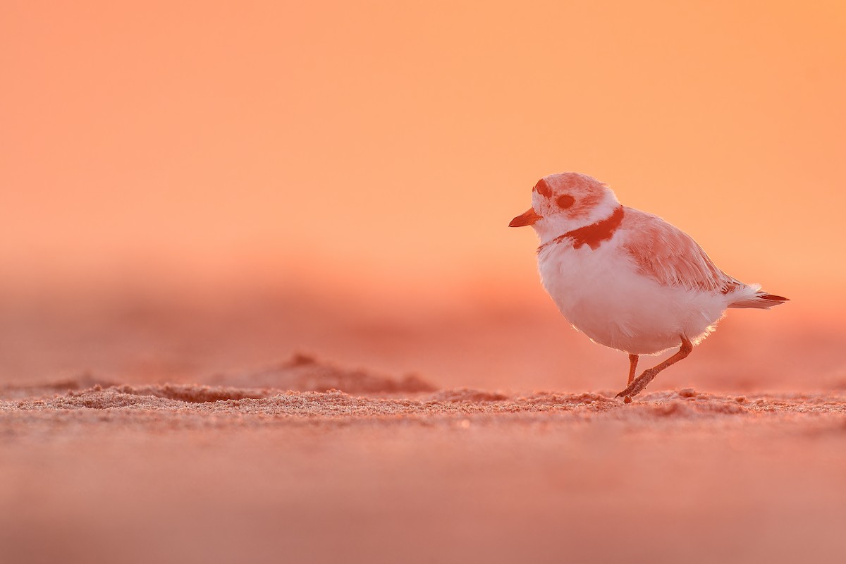 Piping Plover - ML621791789