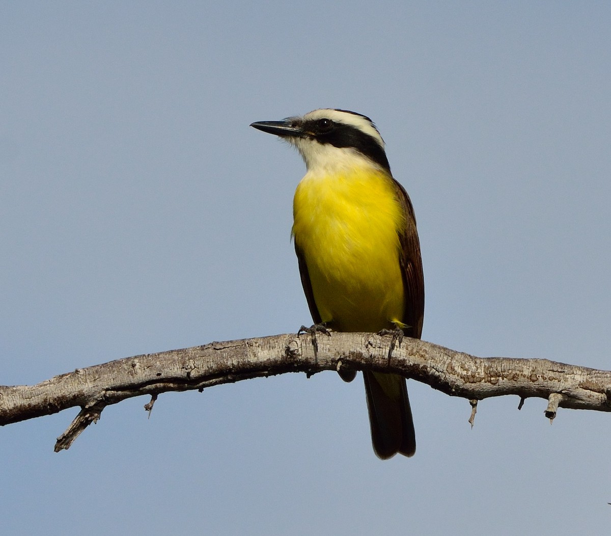 Great Kiskadee - ML621791796