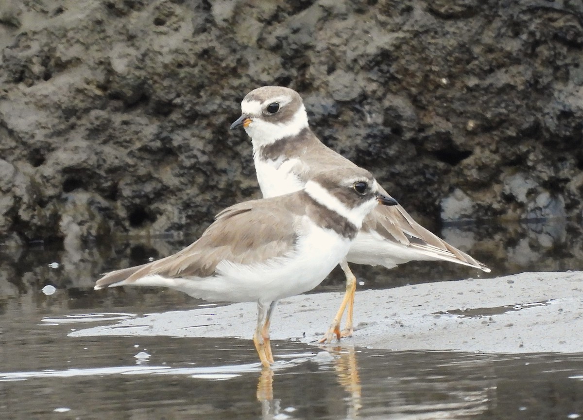 Semipalmated Plover - ML621791817