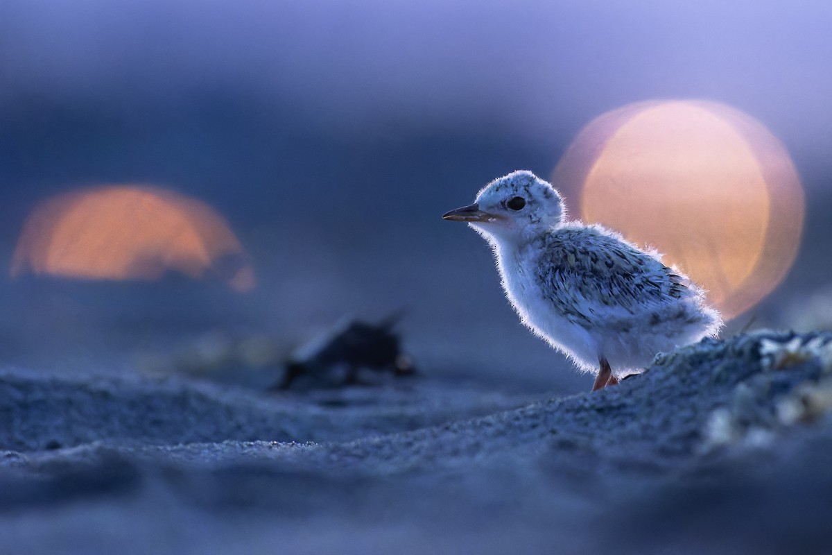 Least Tern - ML621791831
