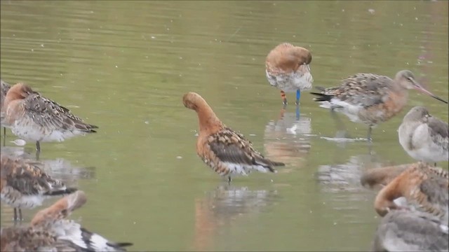 Black-tailed Godwit - ML621791858