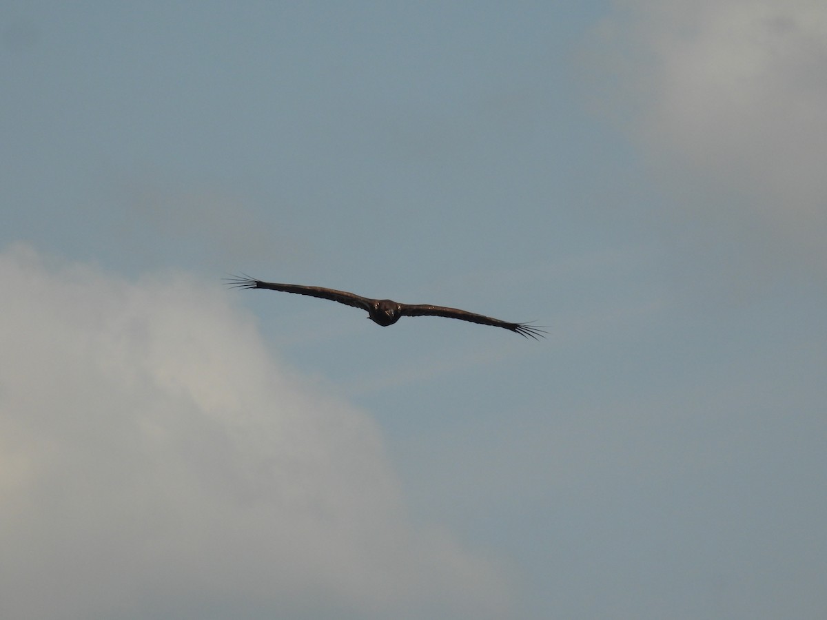 Bald Eagle - ML621791859