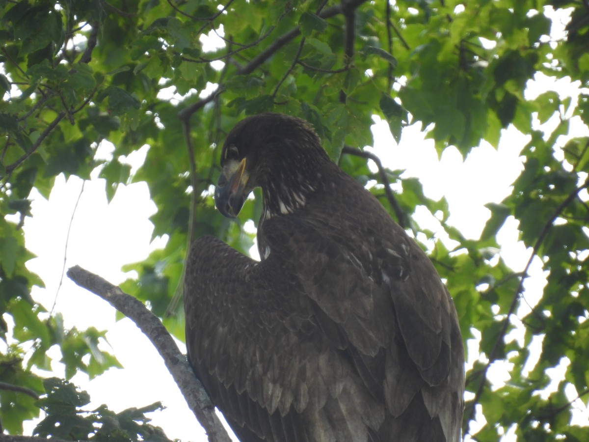 Bald Eagle - ML621791868