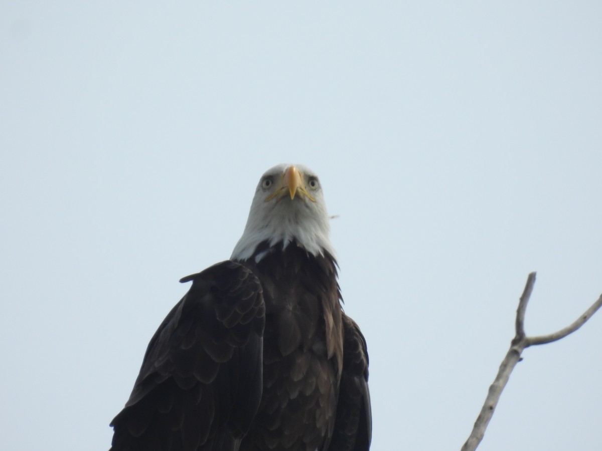 Bald Eagle - ML621791871