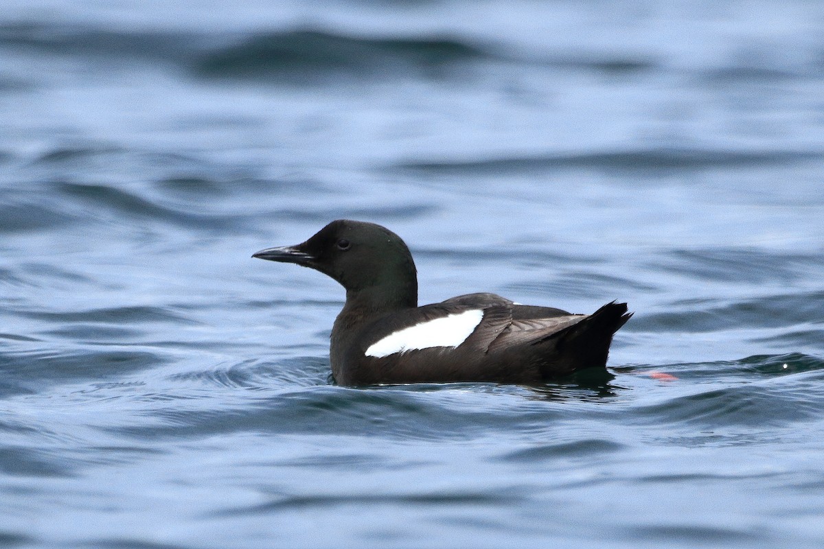 Black Guillemot - ML621791906