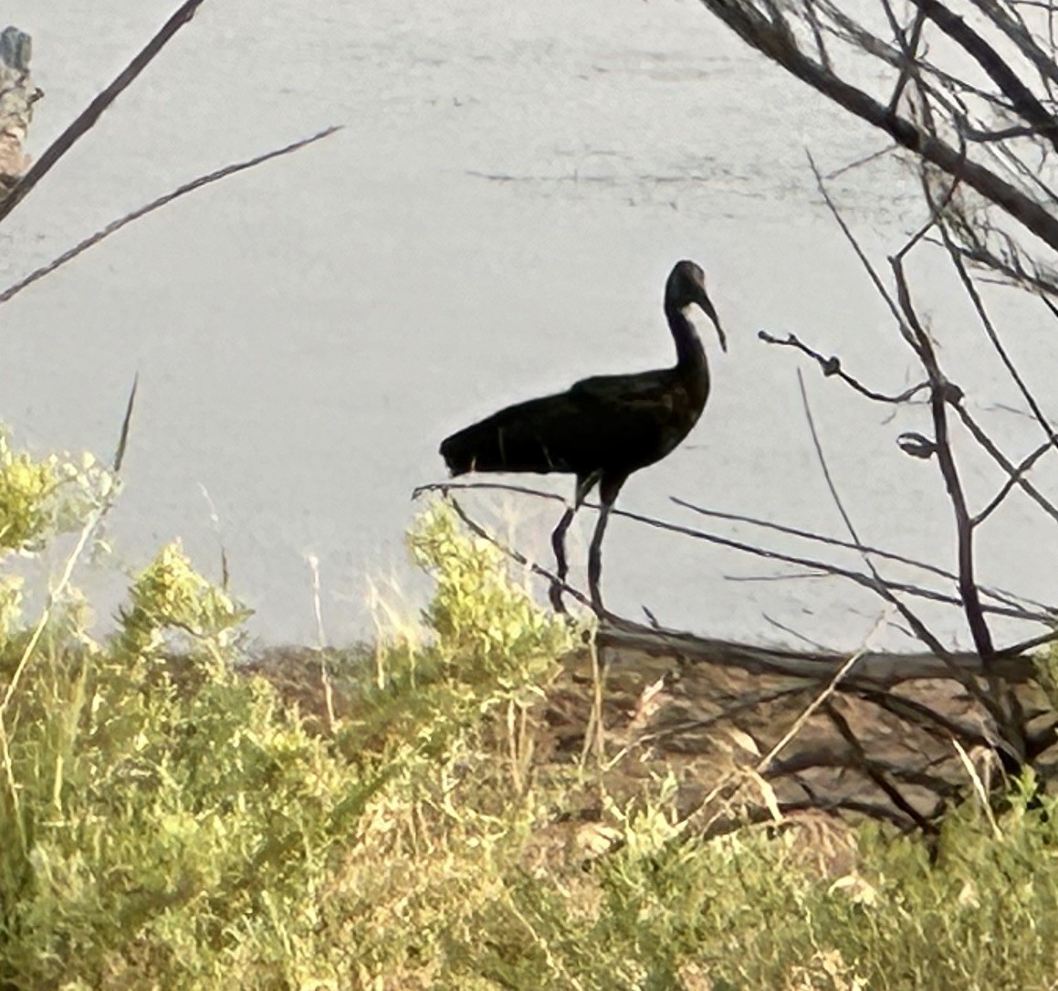 White-faced Ibis - ML621791951